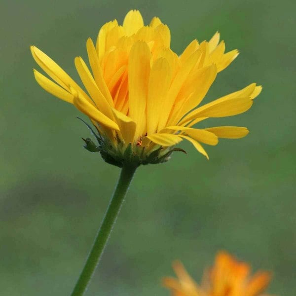Marigold Pacific Beauty Lemon