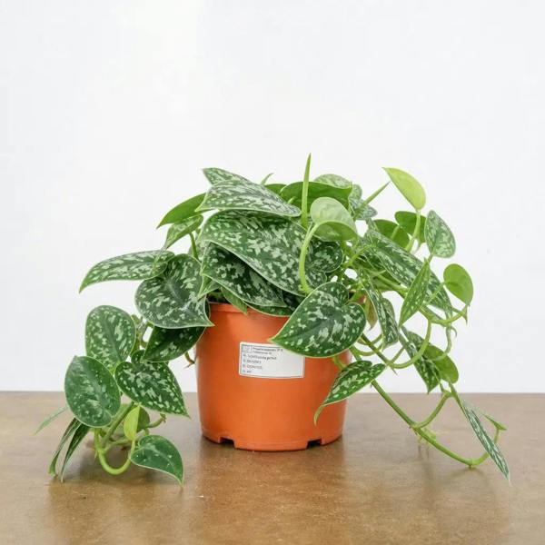 Scindapsus Pictus Trebie Pothos 12cm Pot Plants By Post
