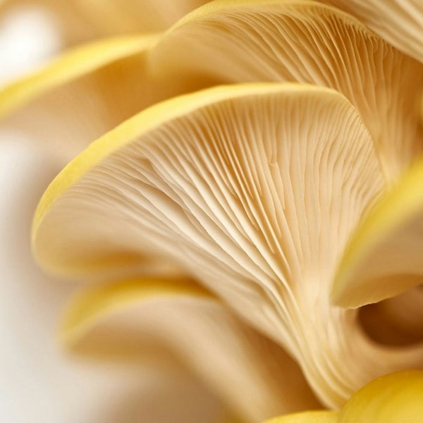 Urban Farm-It Yellow-Gold Oyster Mushroom Growing Kit