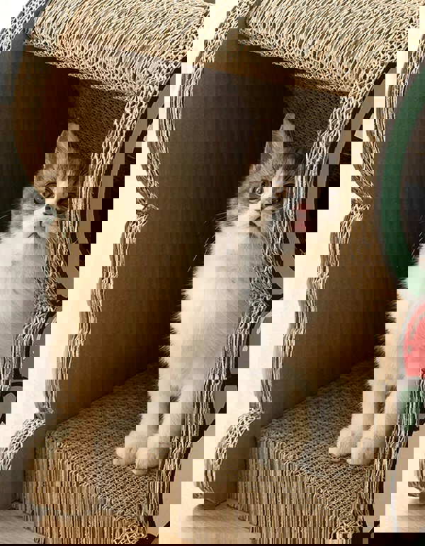 CL21 Cat Scratching Post, Climbing toys, Cardboard, Cat Scratcher-Weilai concept-Weilai Concept