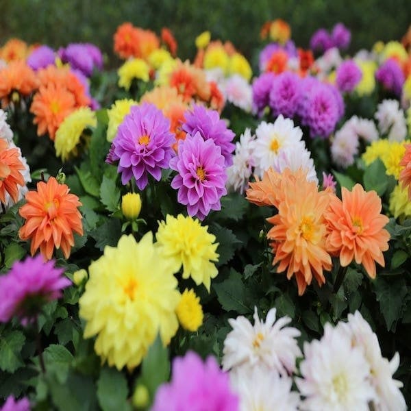 Dahlia Mix Seeds