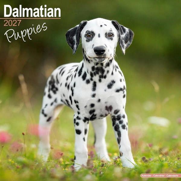 Dalmatian Puppies Calendar 2027, Wall Calendars, Month To View, Dogs, Gift