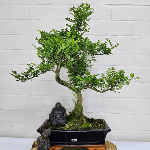 Yorkshire Bonsai Chinese Pepper (Zanthoxylum Pipertum) Bonsai Tree | Shaped | In 30cm Pot
