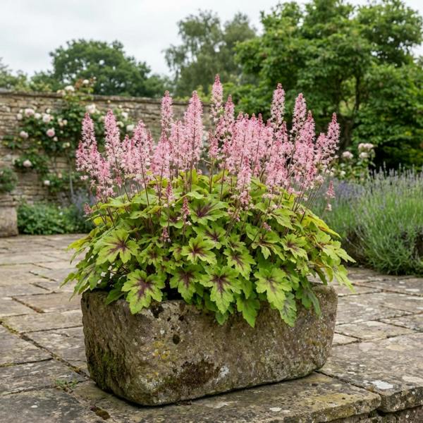 Tiarella Pink Skyrocket - 2L Pot The Rose Press Garden