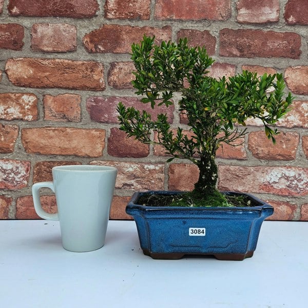 Yorkshire Bonsai Boxwood (Buxus Harlandii) Bonsai Tree | Shaped | In 20cm Pot