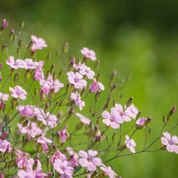 10G Gypsophila Elegans Rose Seeds: Pink Baby’s Breath