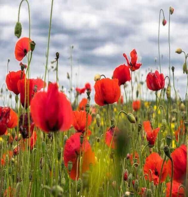 poppy red corn