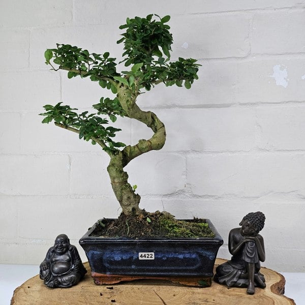 Yorkshire Bonsai Chinese Privet (Ligustrum Sinense) Bonsai Tree | Shaped | In 20cm Pot