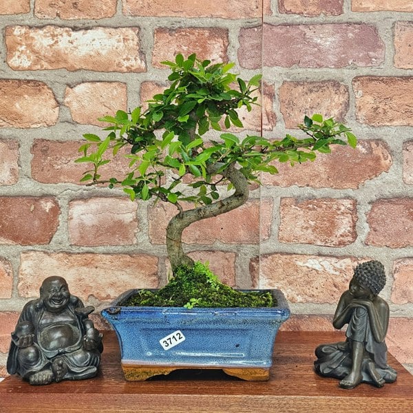 Yorkshire Bonsai Chinese Elm (Ulmus Parvifolia) Bonsai Tree | Shaped | In 15cm Pot