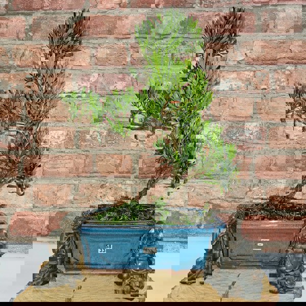 Yorkshire Bonsai Buddhist Pine (Podocarpus Micro) Bonsai Tree | Shaped | In 25cm Pot