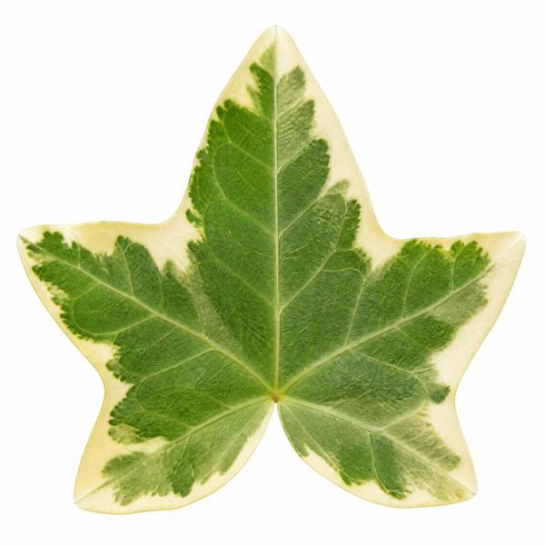 Hedera Variegated Ivy 12cm Pot Plants By Post