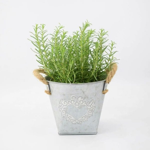 Rosemary in Heart Tin