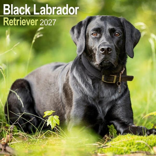 Black Labrador Retriever Calendar 2027, Wall Calendars, Month To View, Dogs, Gift