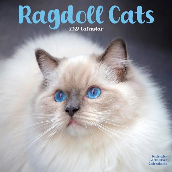 Ragdoll Cats Calendar 2027, Wall Calendars, Month To View, Cats, Gift