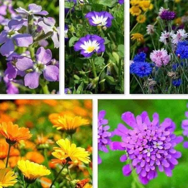 Pathway Wildflower Mix of 5 Seeds: Container Garden Flowers