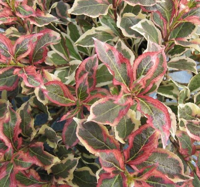 Direct Plants Weigela Florida Monet Garden Shrub Large Plant Supplied in a 3 Litre Pot