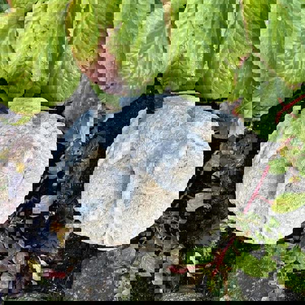 Frog On Rock Small Garden Ornament