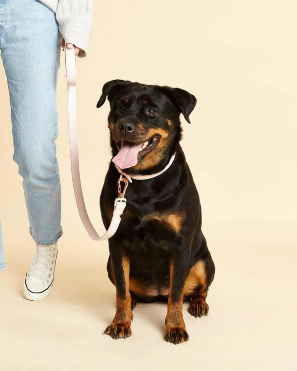 Pink Leather Dog Collar Worn by Doberman