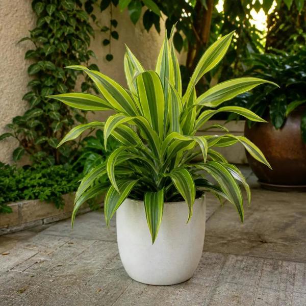 Dracaena Lemon Lime Dragon Tree 17cm Pot – Easy Care Indoor Houseplant