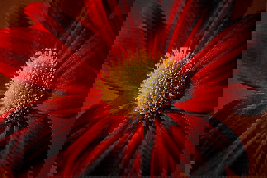 Fernlight Gallery Red Petals