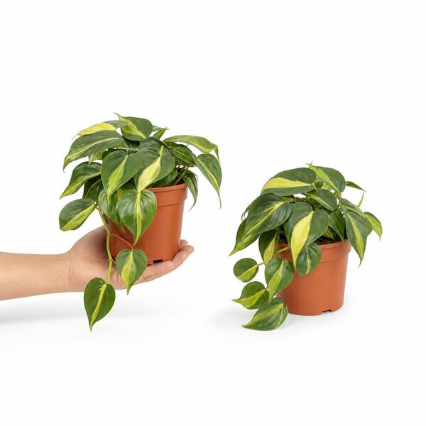 Philodendron Scandens - Heartleaf Trailing Plant in 12cm Pot - Nursery Pot - 2