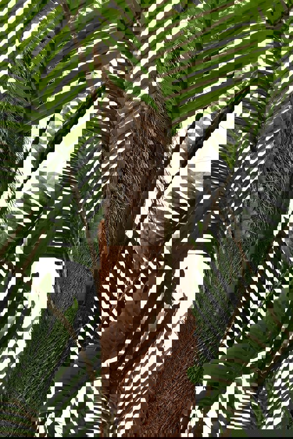 Living and Home 120cm Artificial Palm Tree Potted for Garden, Office & Home Decor