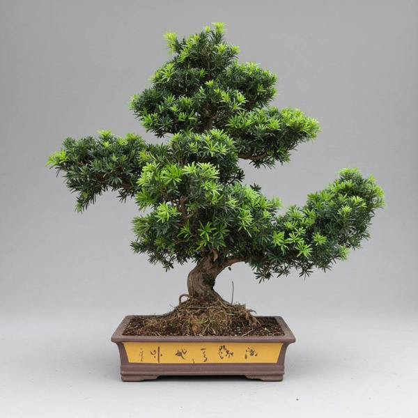 Yorkshire Bonsai Buddhist Pine (Podocarpus Micro) Bonsai Tree | Large Shaped Specimen | In 60cm Pot