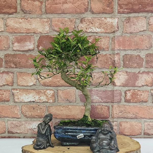 Yorkshire Bonsai Chinese Pepper (Zanthoxylum Pipertum) Bonsai Tree | Shaped | In 20cm Pot