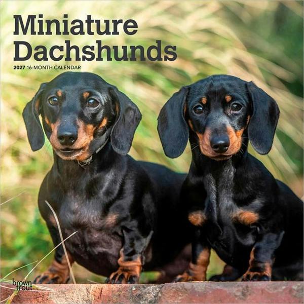 Miniature Dachshunds Calendar 2027, Wall Calendars, Month To View, Dogs, Gift