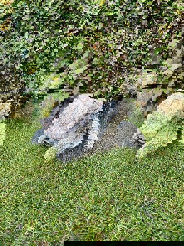 Medium Stone Cast Tortoise Garden Ornament