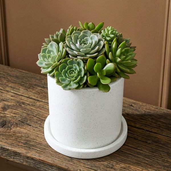 Potted succulent plant on a wooden surface with a beige wall background