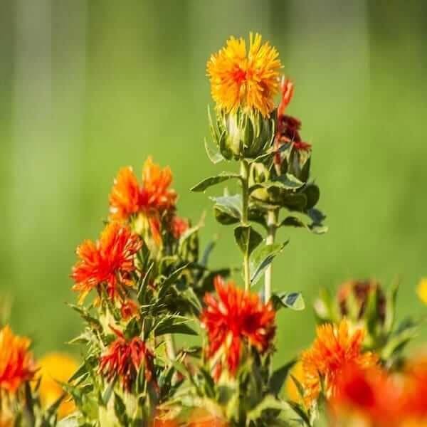 Safflower seeds