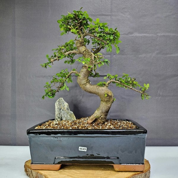 Yorkshire Bonsai Chinese Elm (Ulmus Parvifolia) Bonsai Tree | Shaped | In 30cm Pot