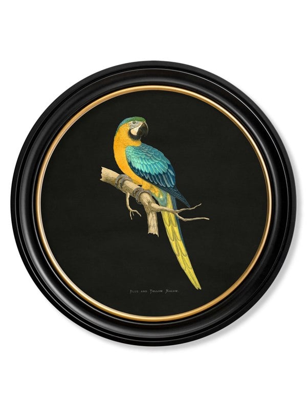 Exceptional Art C.1884 Collection of Macaws in Round Frames - Black