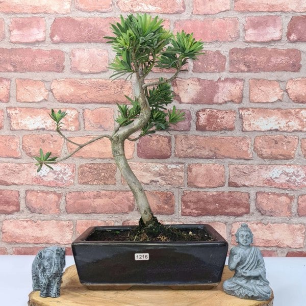 Buddhist Pine (Podocarpus Micro) Bonsai Tree | Shaped | In 25cm Pot