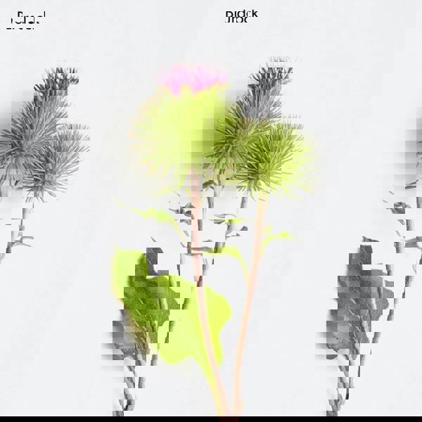 La Biosthetique Fortifying Scalp Concentrate