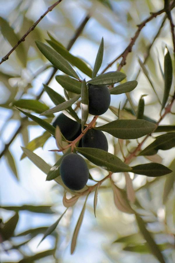 Olive Tree Plant Food Sticks - Devonia London