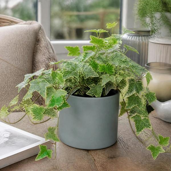Hedera Variegated Ivy 12cm Pot Plants By Post