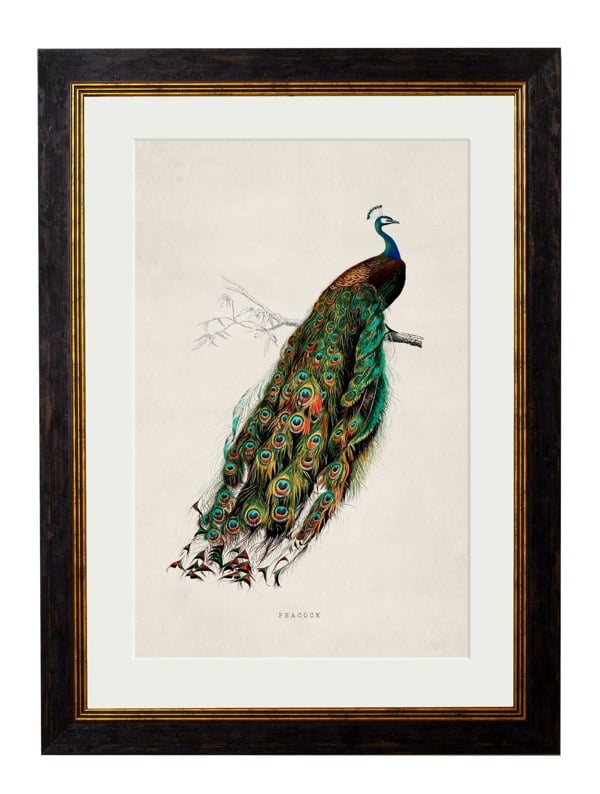 Exceptional Art c.1847 Peacock