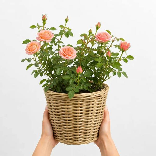 5L Rose Many Happy Returns Peach Rose Bush - Beautiful Flowering Garden Plant
