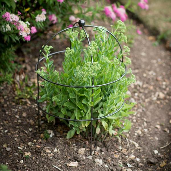 A domed raw metal plant support frame surrounding a green Sedum plant in a garden border next to pink flowers.