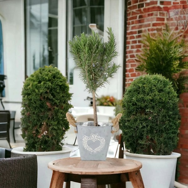 Rosemary Tree 45cm