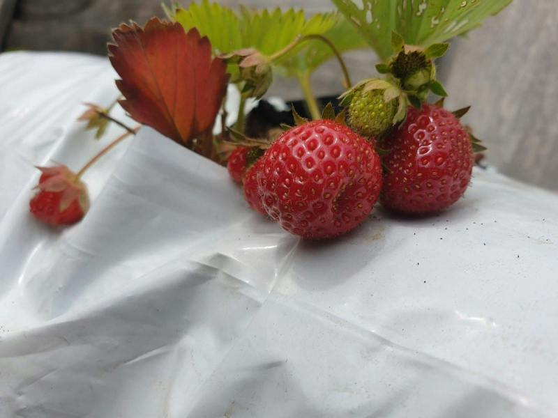 CoirProducts Coir Growbags | Premium Coir Growing Bags for Vegetables, Herbs & Patio Crops