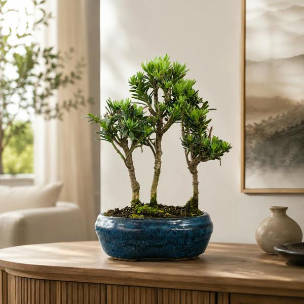 Yorkshire Bonsai Buddhist Pine (Podocarpus Micro) Bonsai Tree Forest | Upright Grouping | In 16cm Pot