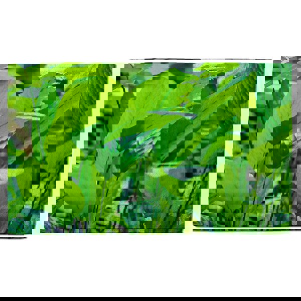 Benjamin Tate Design Green leaf background abstract of nature (Bath Towel)