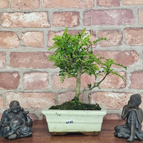 Yorkshire Bonsai Chinese Pepper (Zanthoxylum Pipertum) Bonsai Tree | Broom | In 15cm Pot