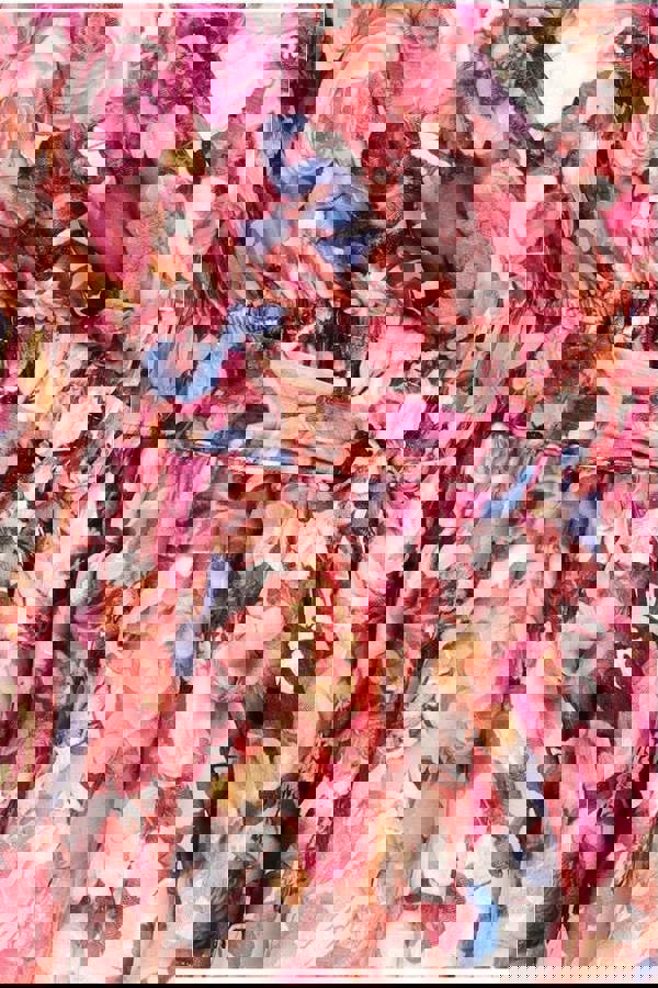 Floral Flutter Sleeve Wrap Midi Dress - Ivory DR4548