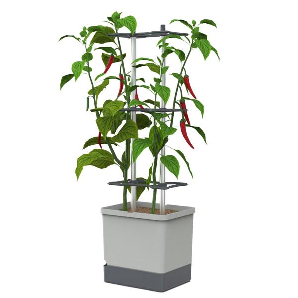 CHARLY CHILI Chili pot with water tank & climbing system - Light Grey