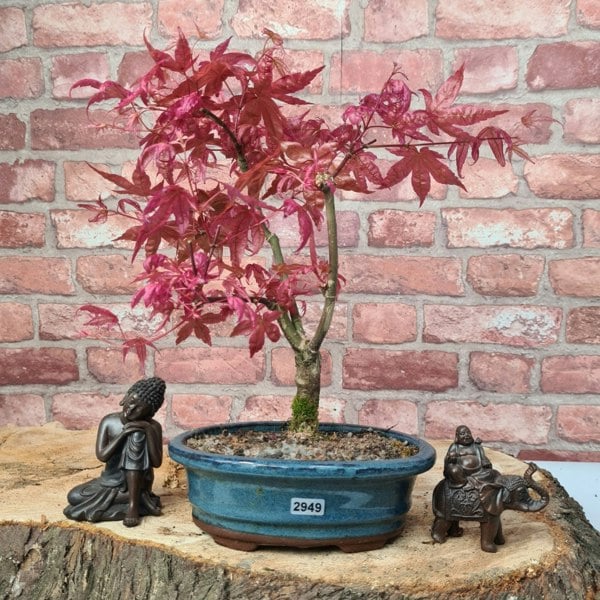 Yorkshire Bonsai Japanese Maple (Acer) Bonsai Tree | Deshojo Informal Upright | In 20cm Pot