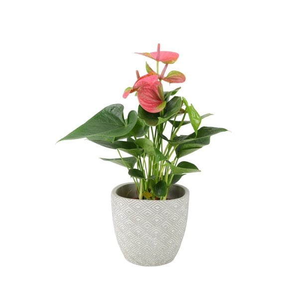 Anthurium Pink Flamingo Flower 12cm